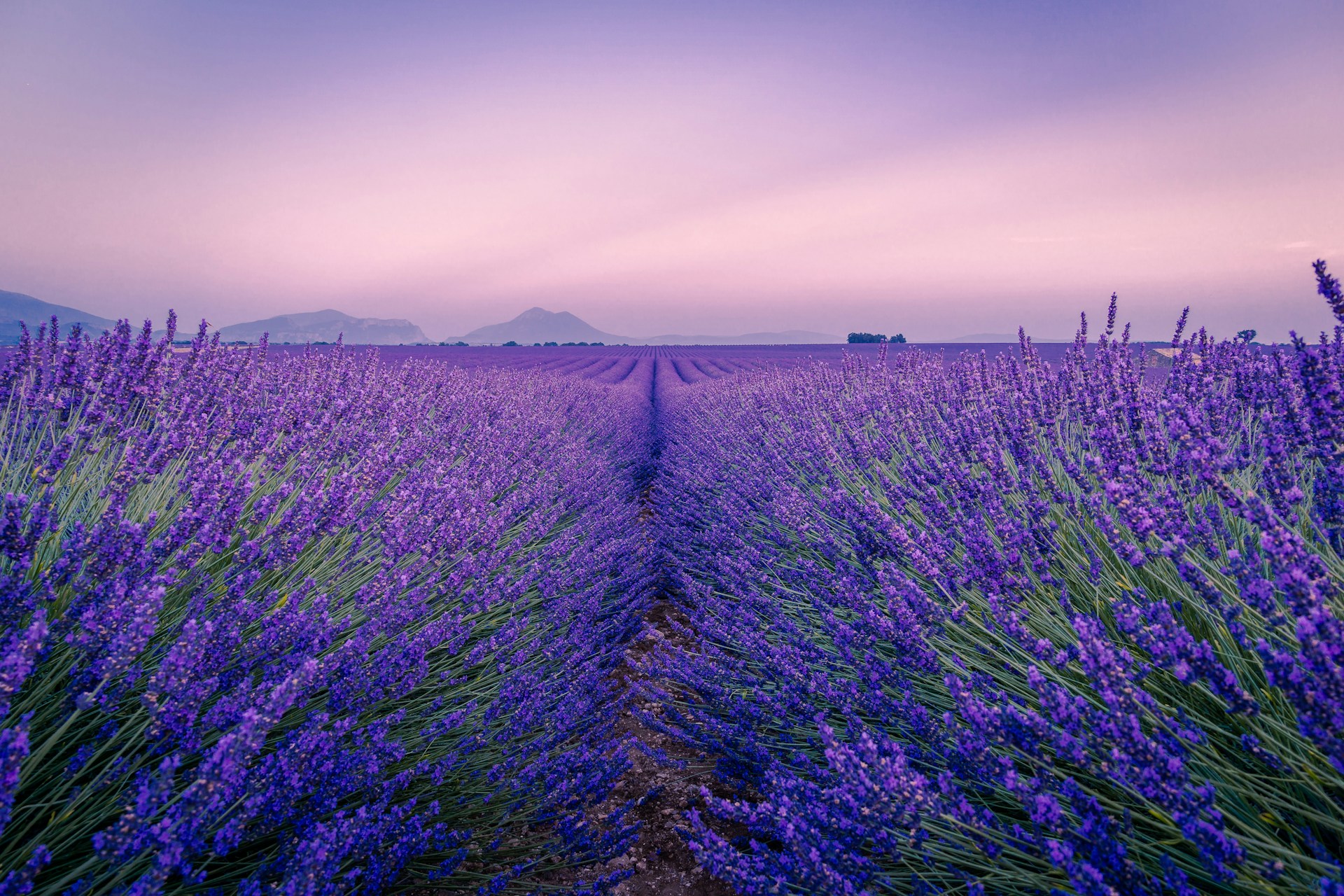 Lavendel – Der Duft der Provence