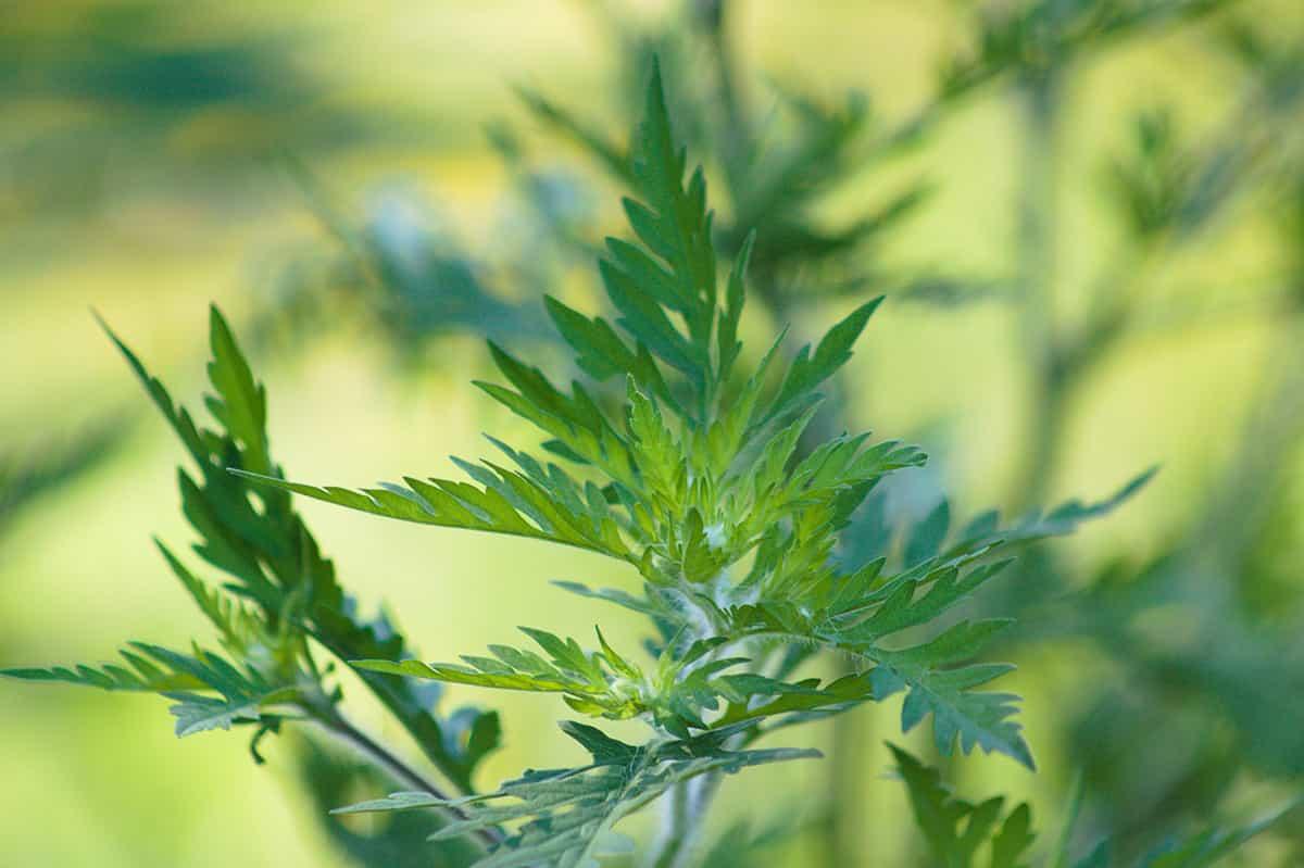 Artemisia Annua Blätter - Premiumqualität, geschnitten für vielseitige Anwendungen